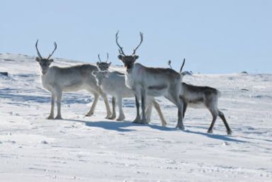 Lapland Finland Holidays